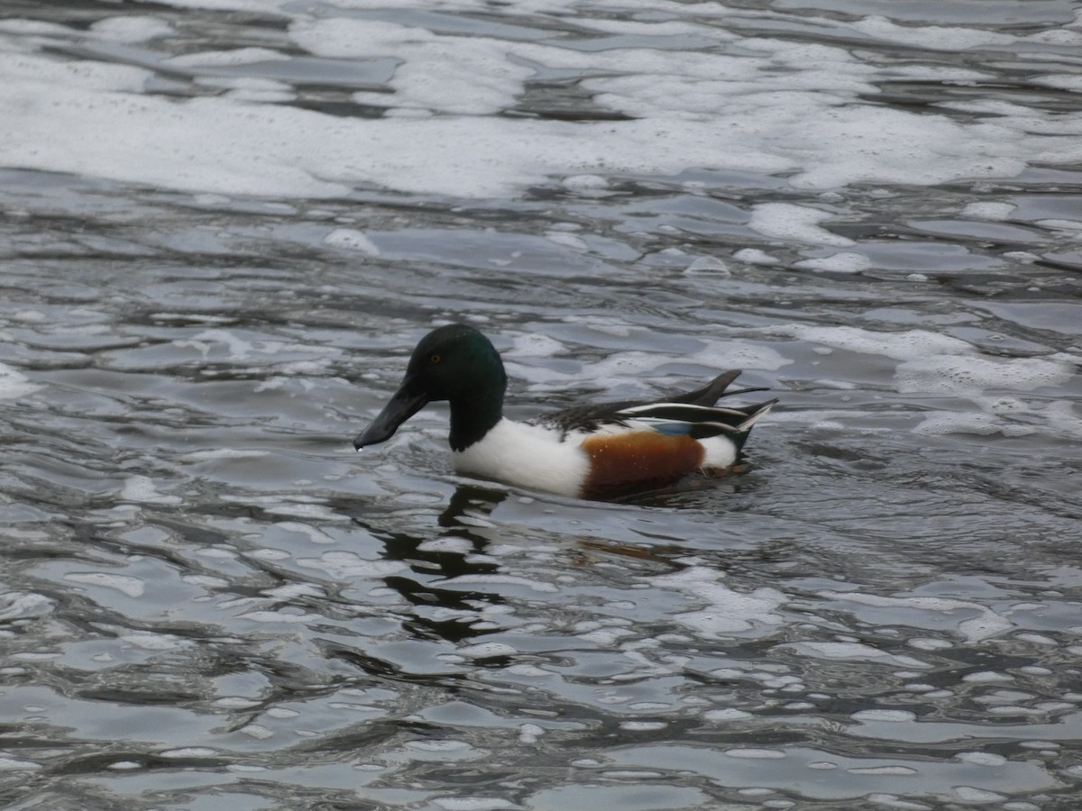 Northern Shoveler - ML646043120