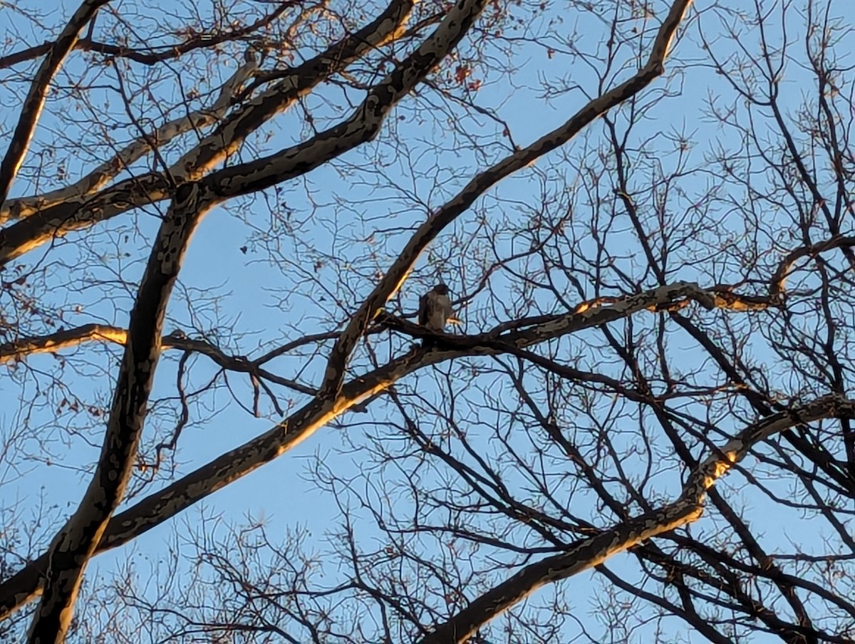 Red-tailed Hawk - ML646043121