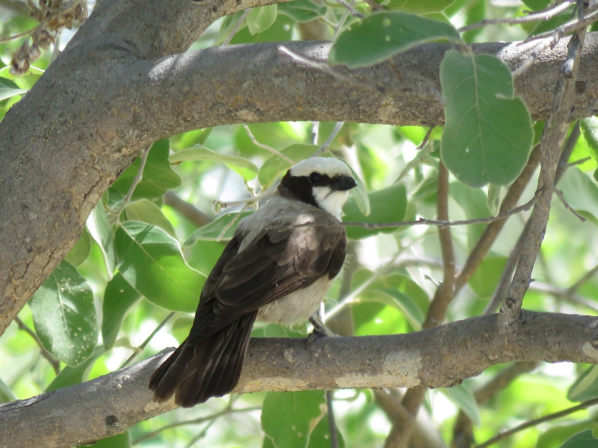 Weißscheitelwürger - ML646043123