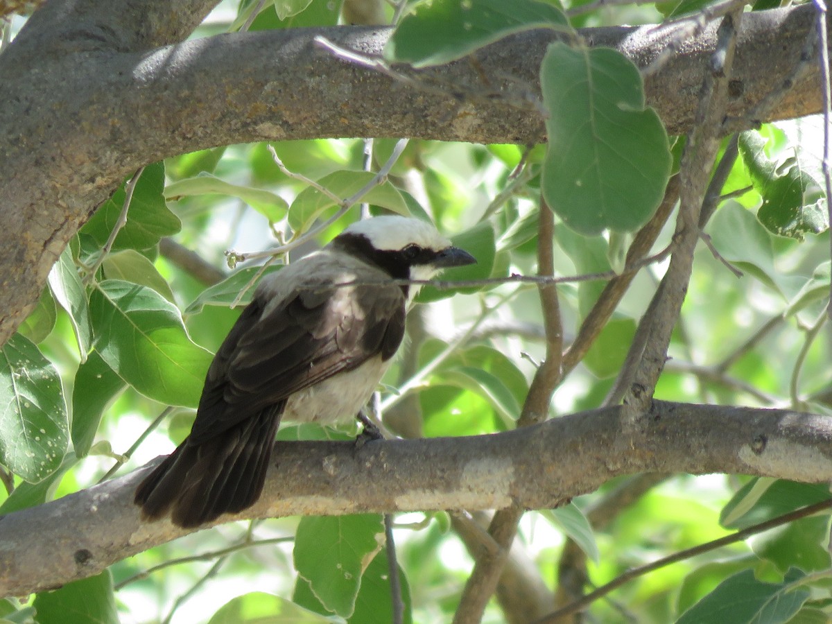 Weißscheitelwürger - ML646043124