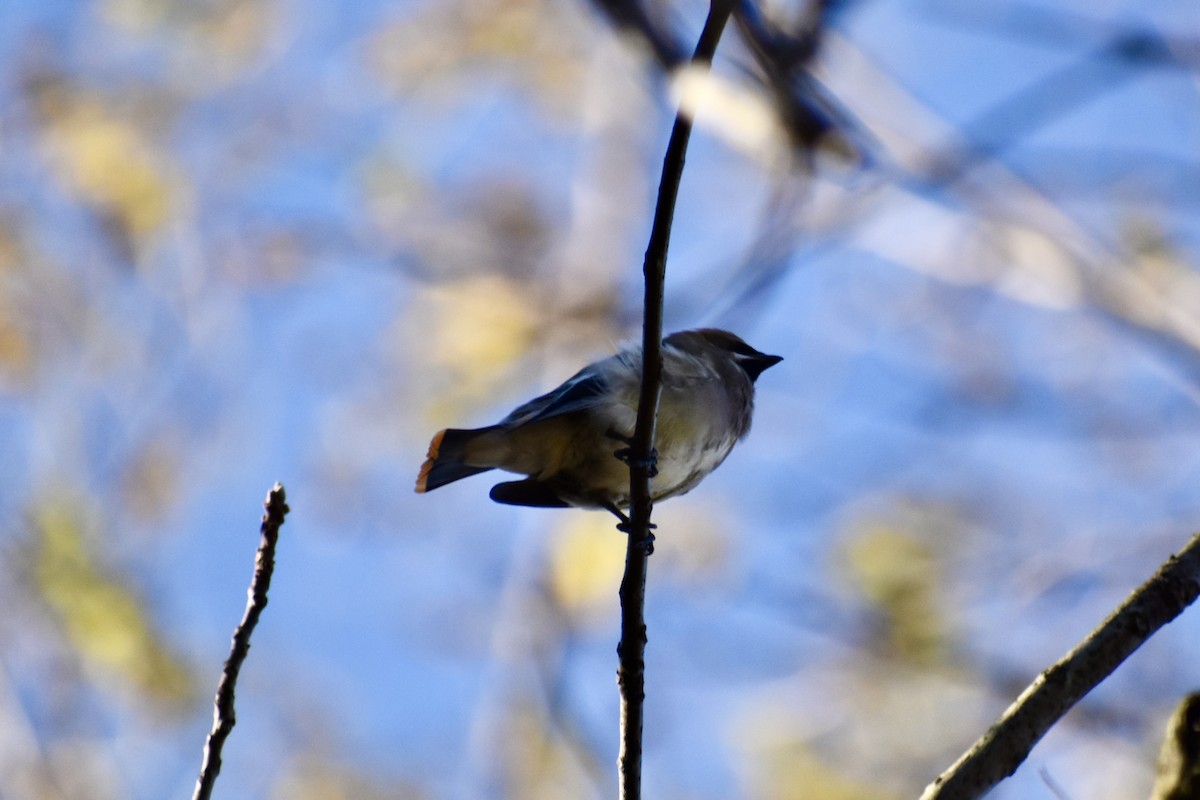 ציצנית אמריקנית - ML646043130