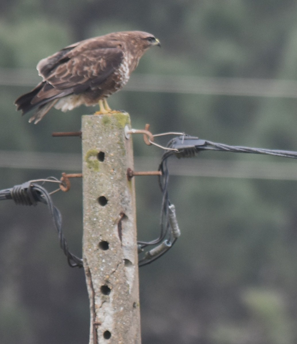 歐亞鵟 - ML646043133