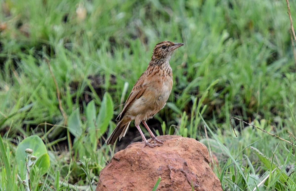 Rufous-naped Lark (Rufous-naped) - ML646043134