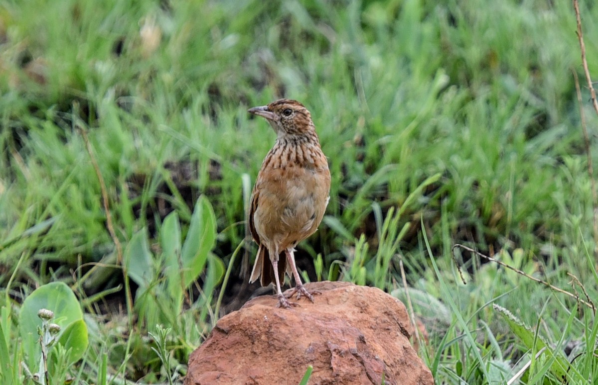 Rufous-naped Lark (Rufous-naped) - ML646043135