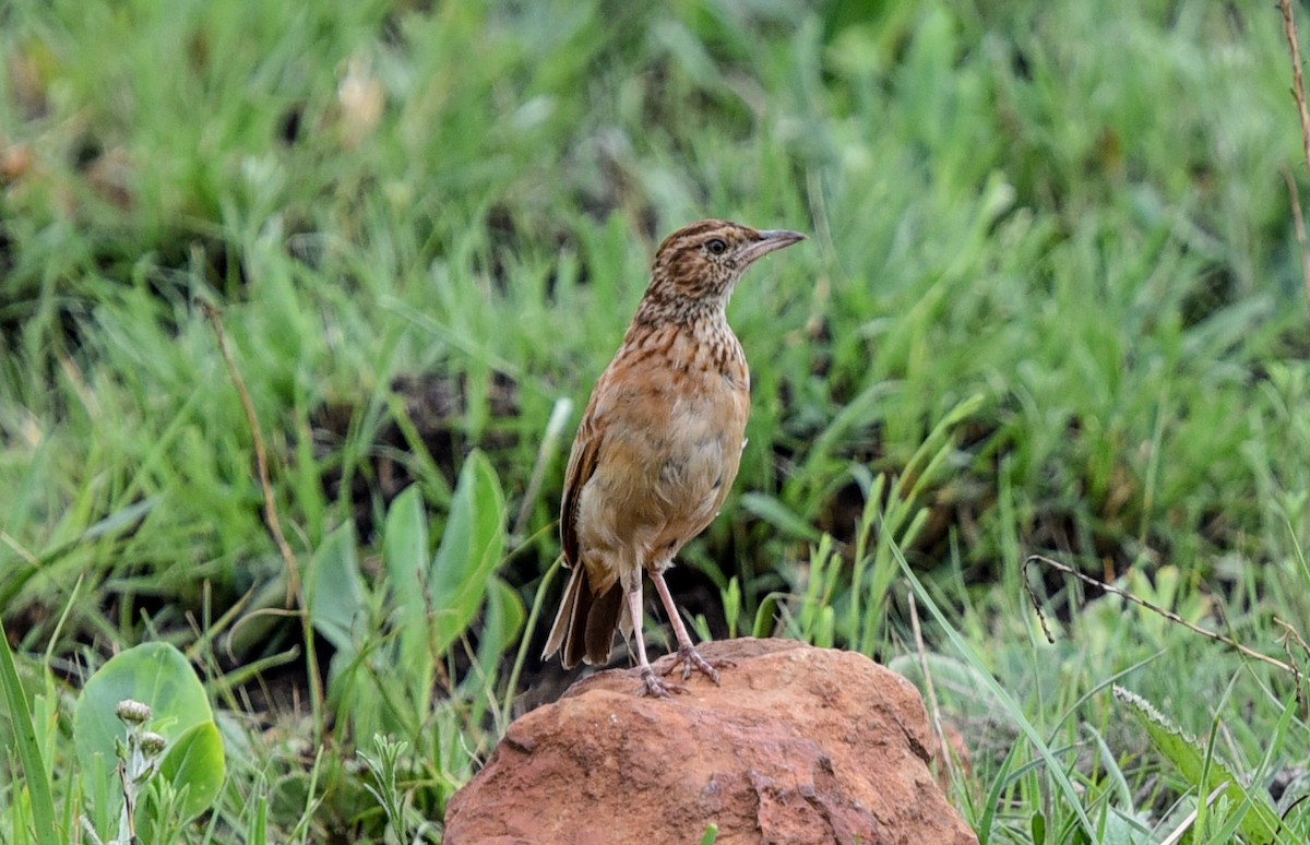 Rufous-naped Lark (Rufous-naped) - ML646043136