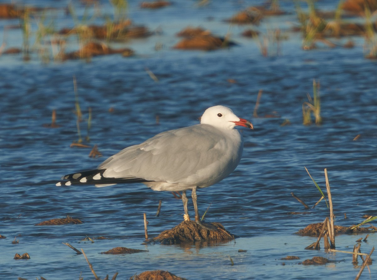 Audouin's Gull - ML646043137