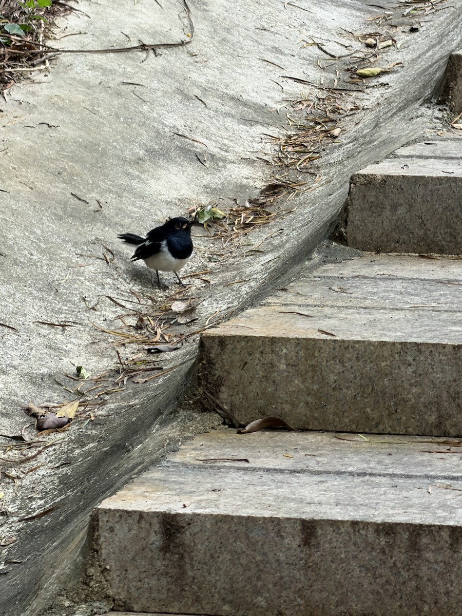 Oriental Magpie-Robin - ML646043138