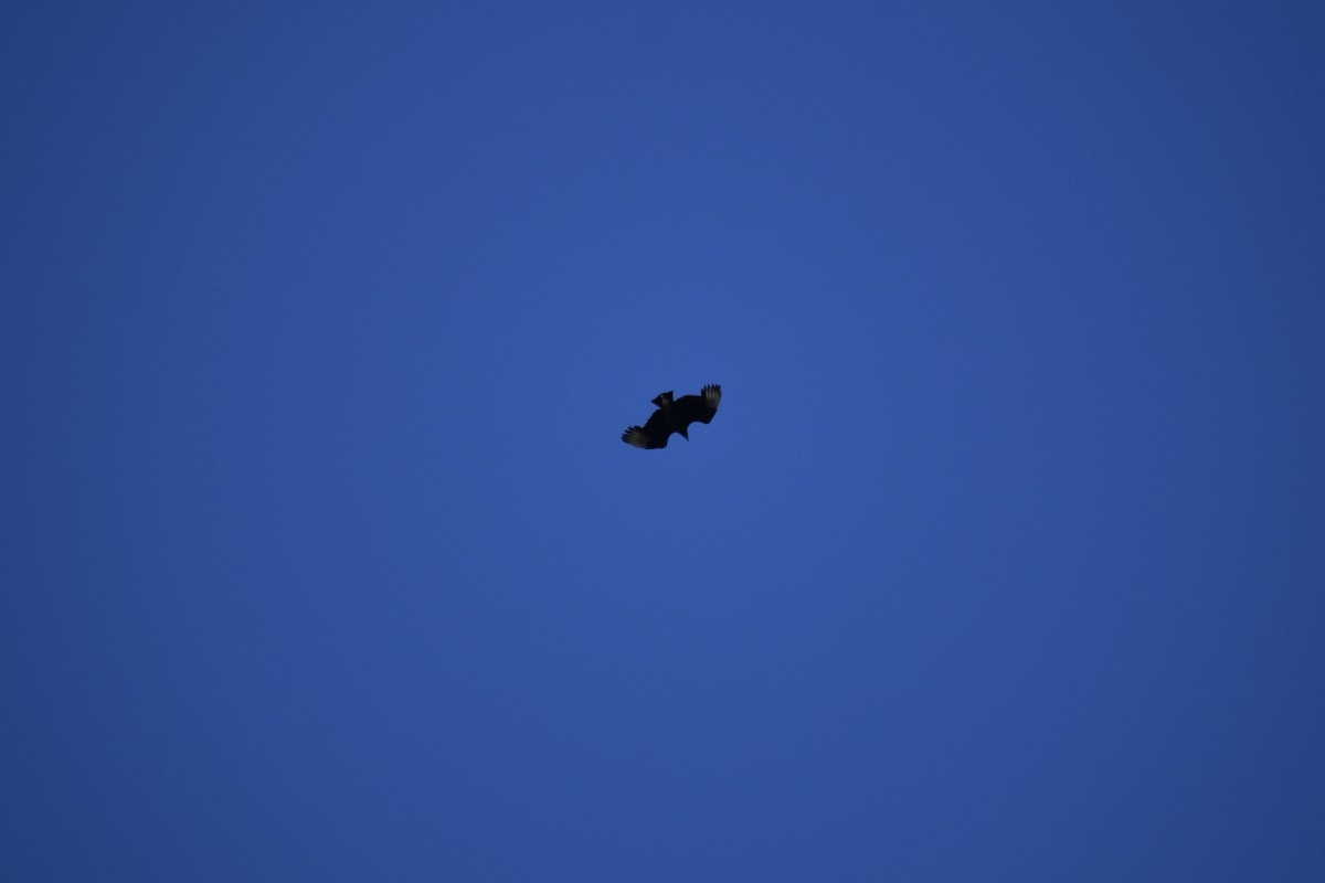 Black Vulture - ML646043141