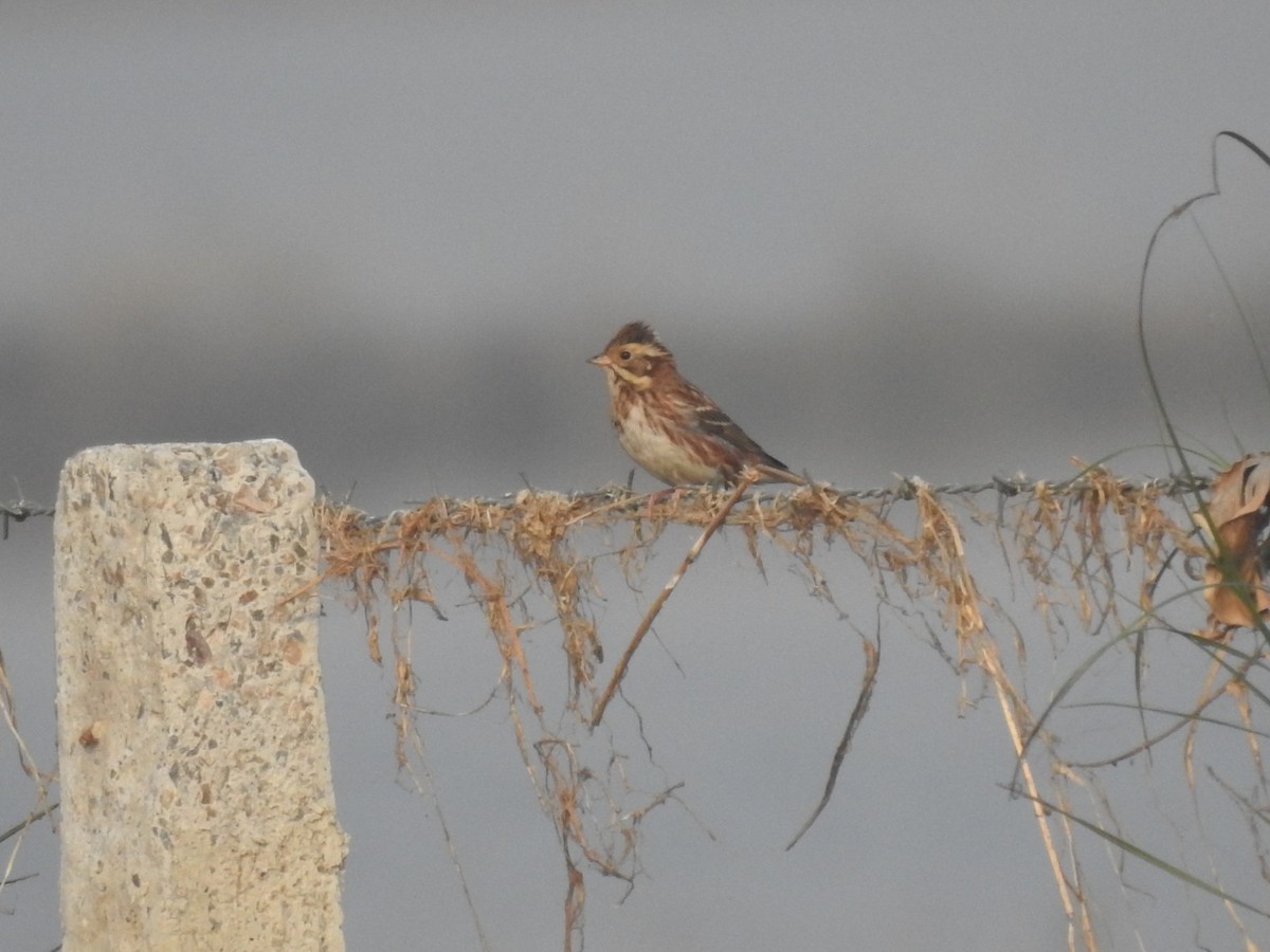 カシラダカ - ML646043149
