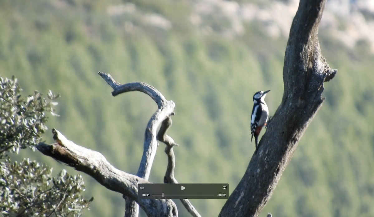 アカゲラ - ML646043151