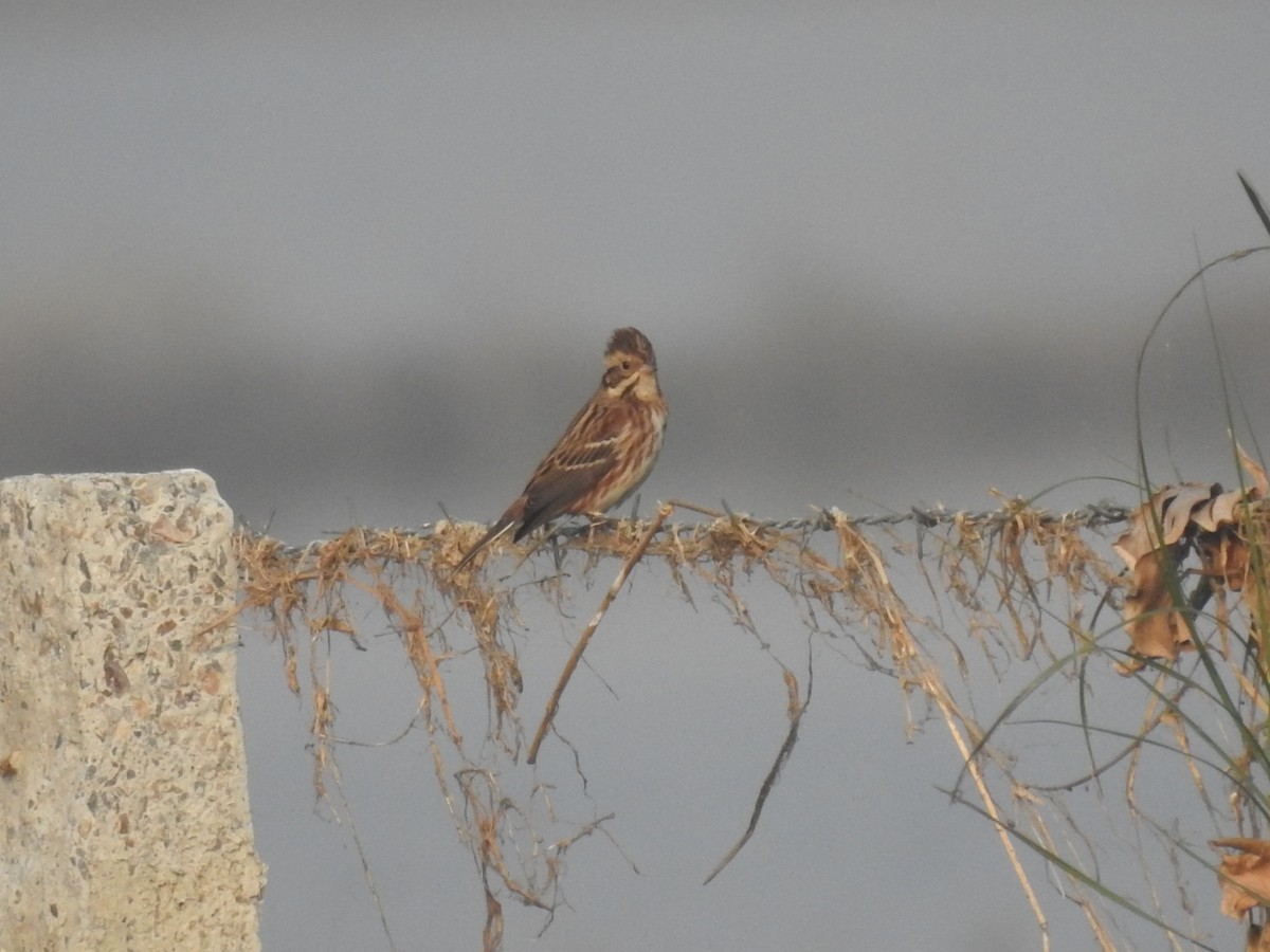 カシラダカ - ML646043152