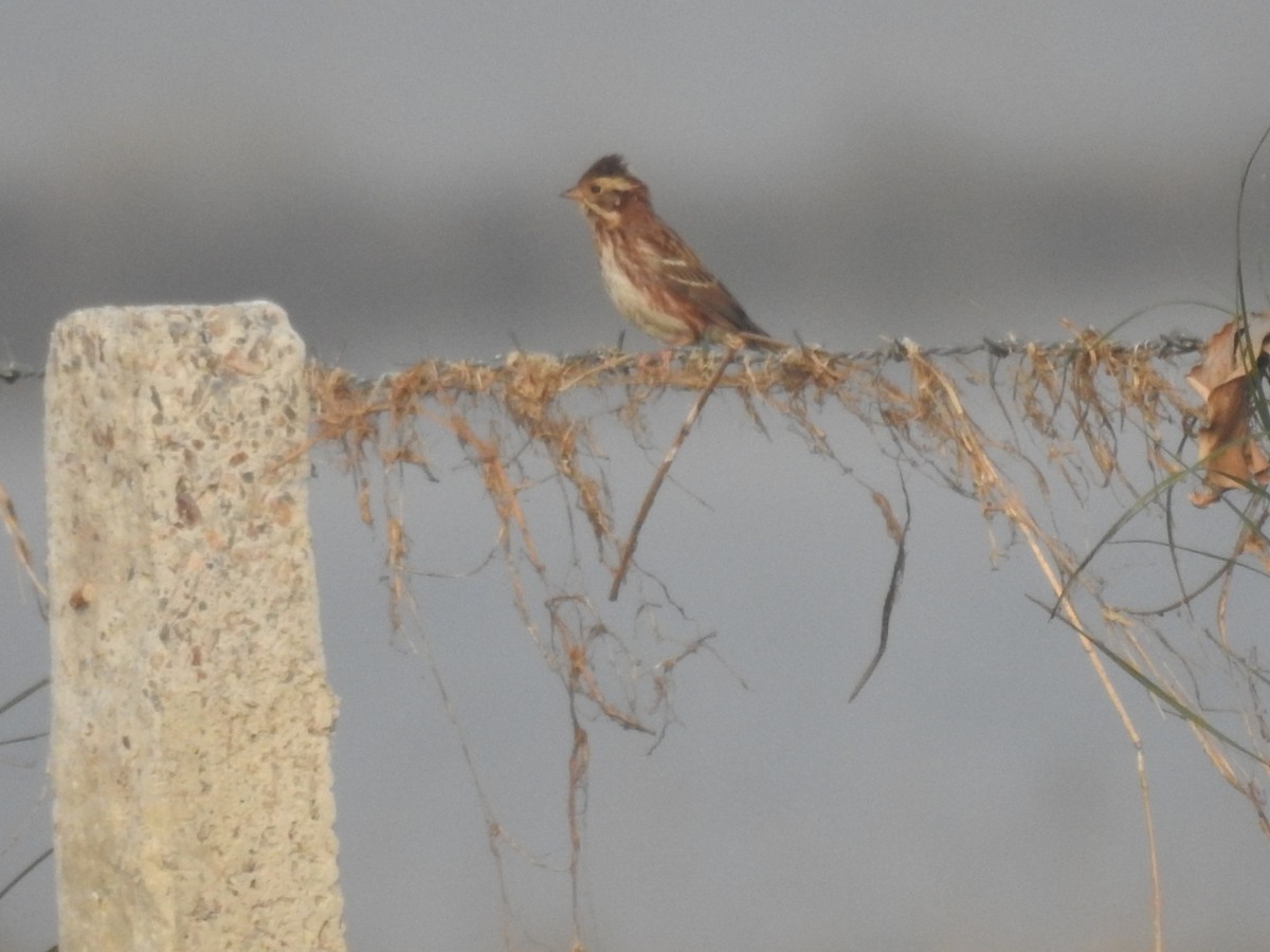 カシラダカ - ML646043153