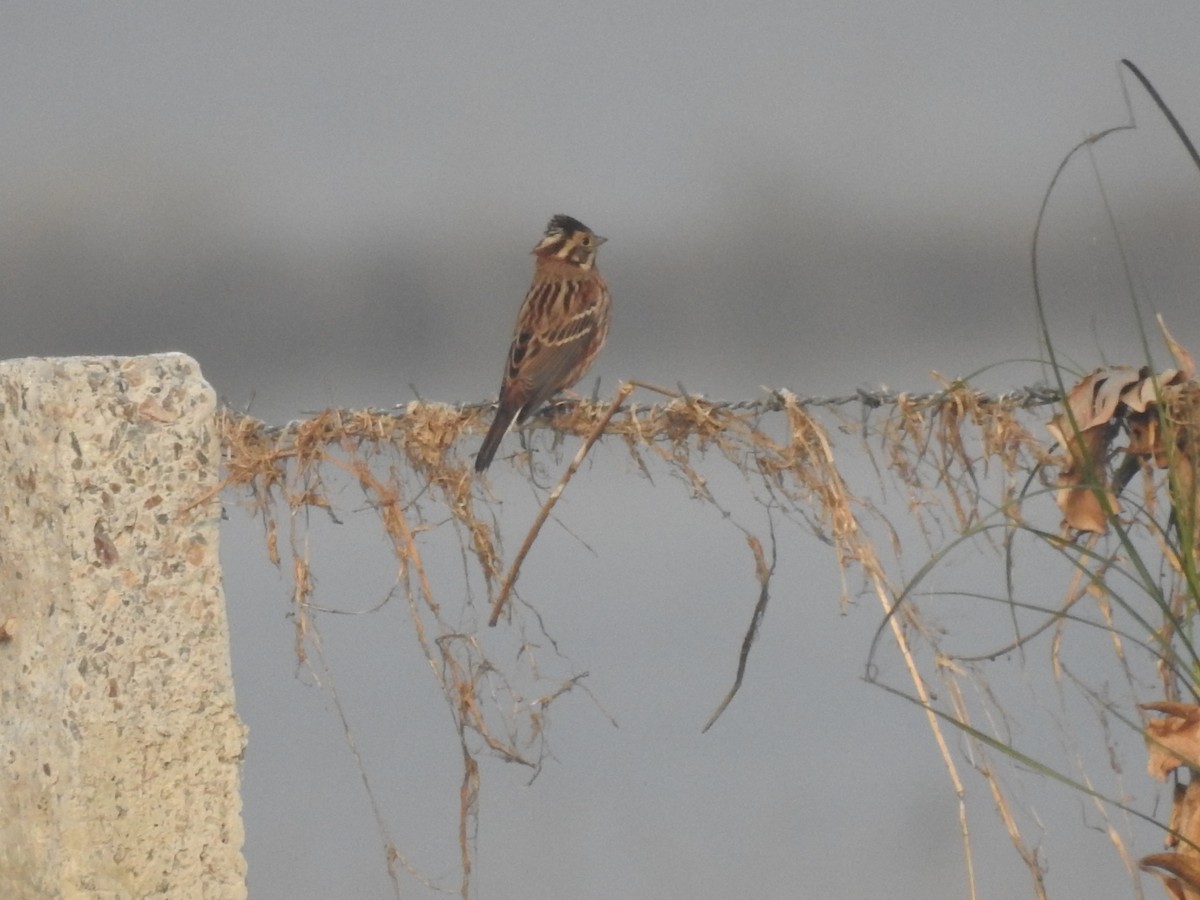 カシラダカ - ML646043154