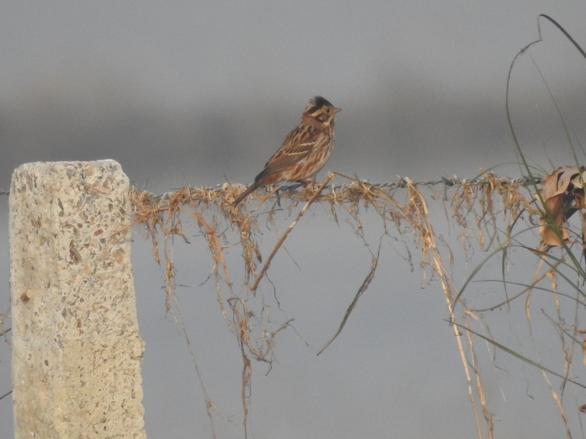 カシラダカ - ML646043155