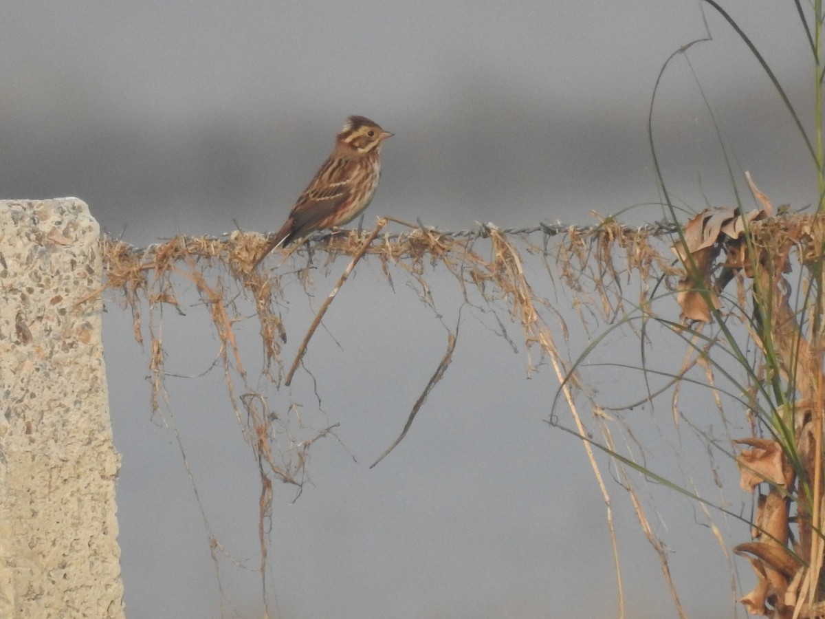 カシラダカ - ML646043157