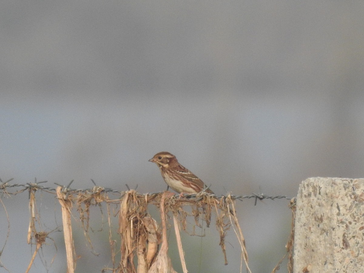 カシラダカ - ML646043158