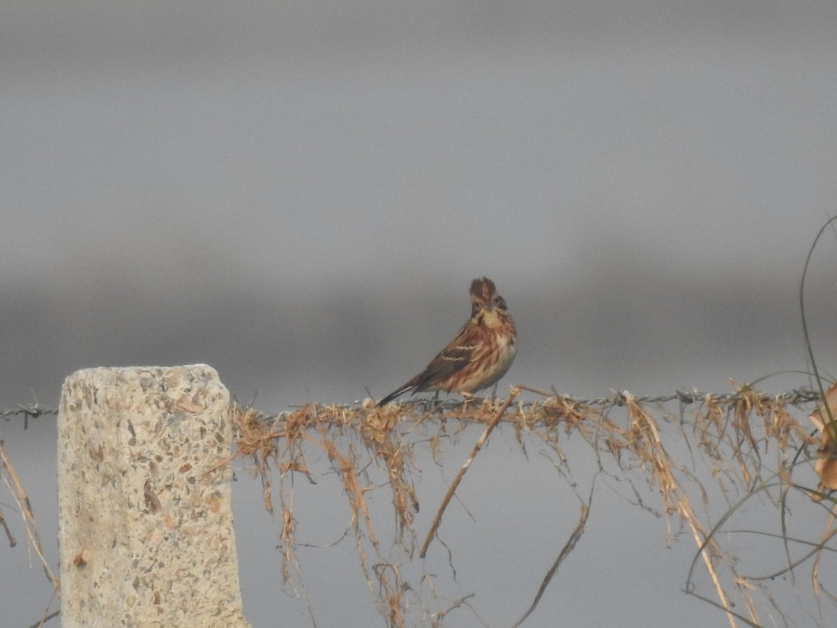 カシラダカ - ML646043159