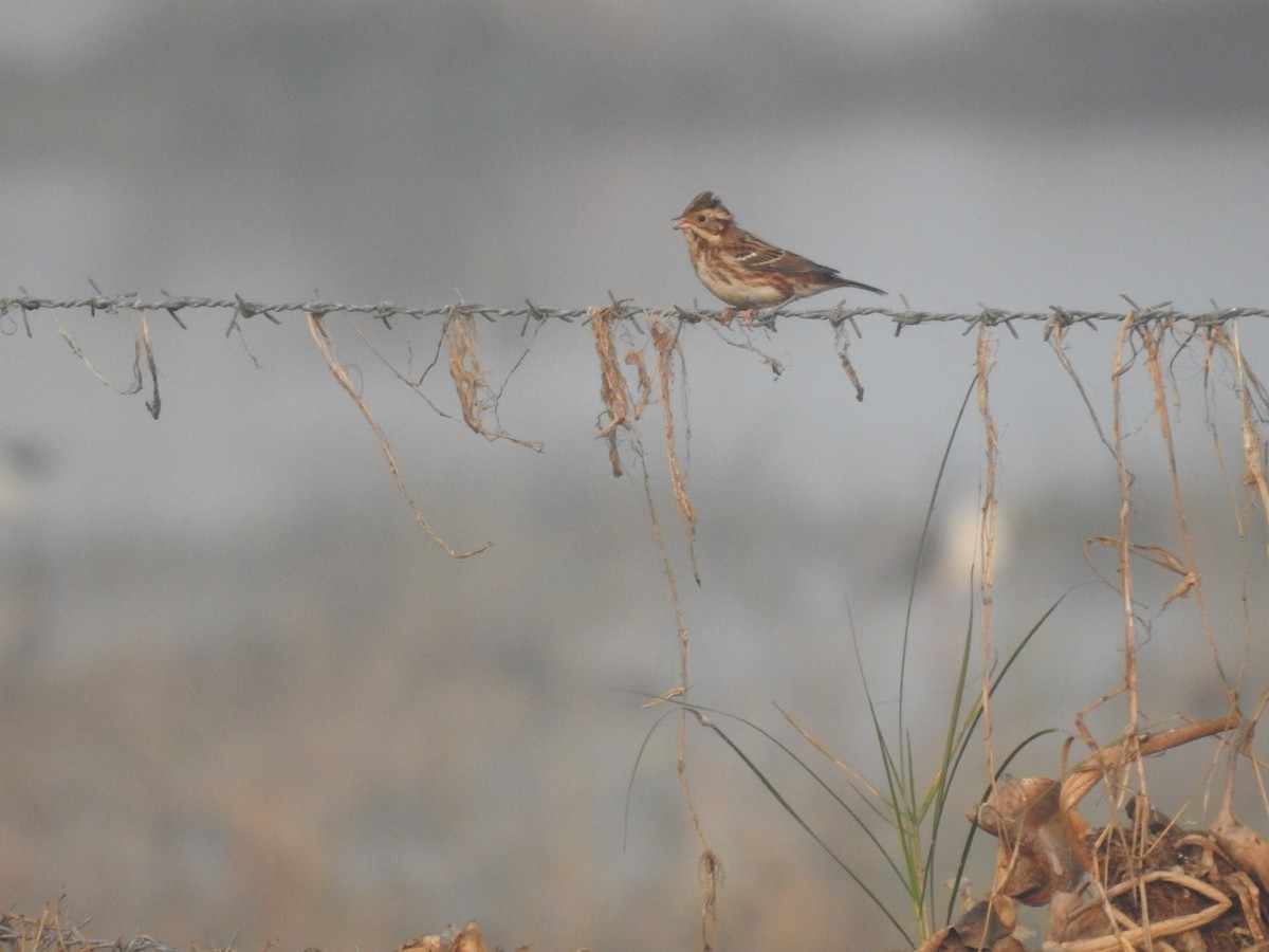 カシラダカ - ML646043160