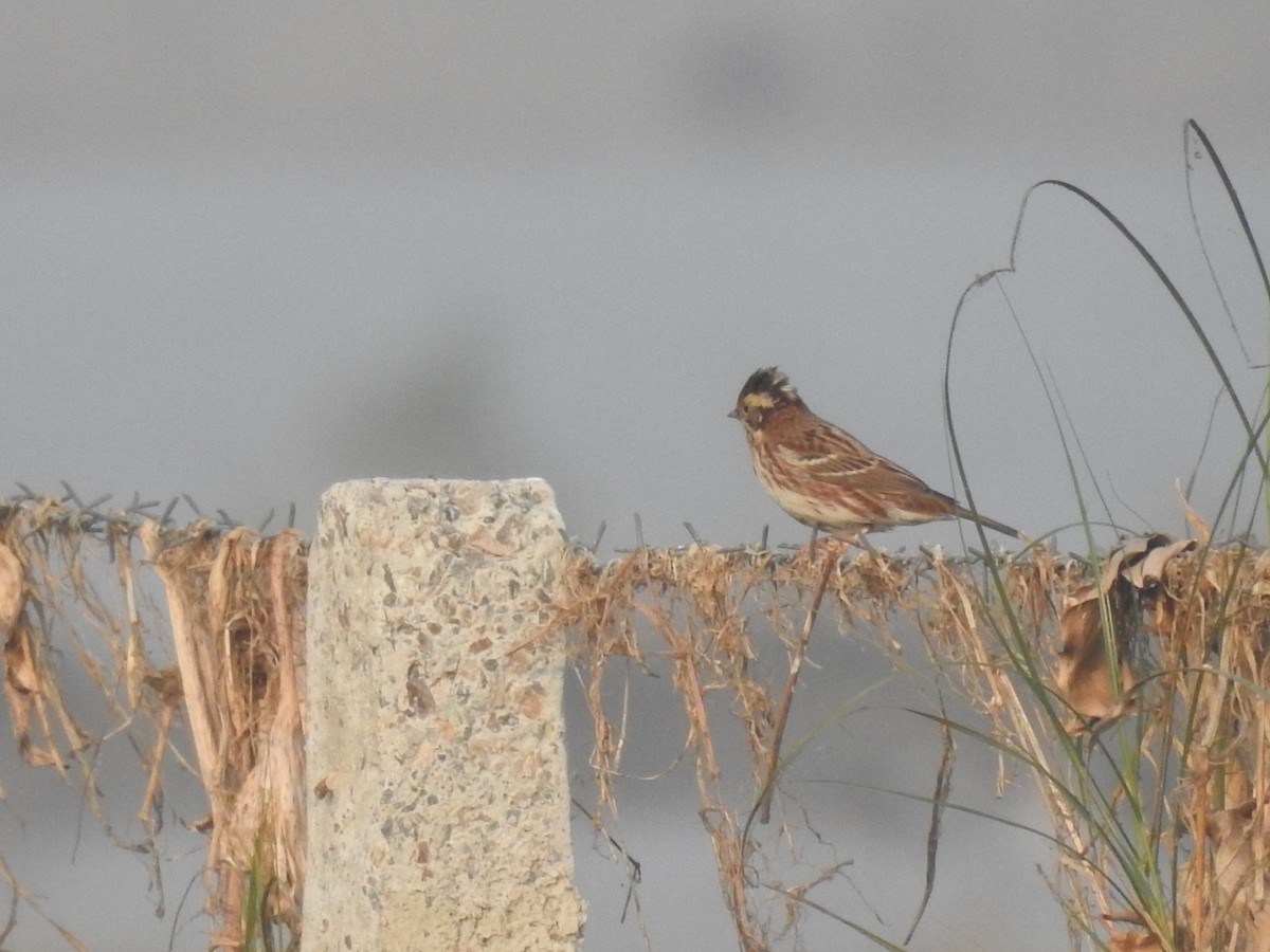 カシラダカ - ML646043161