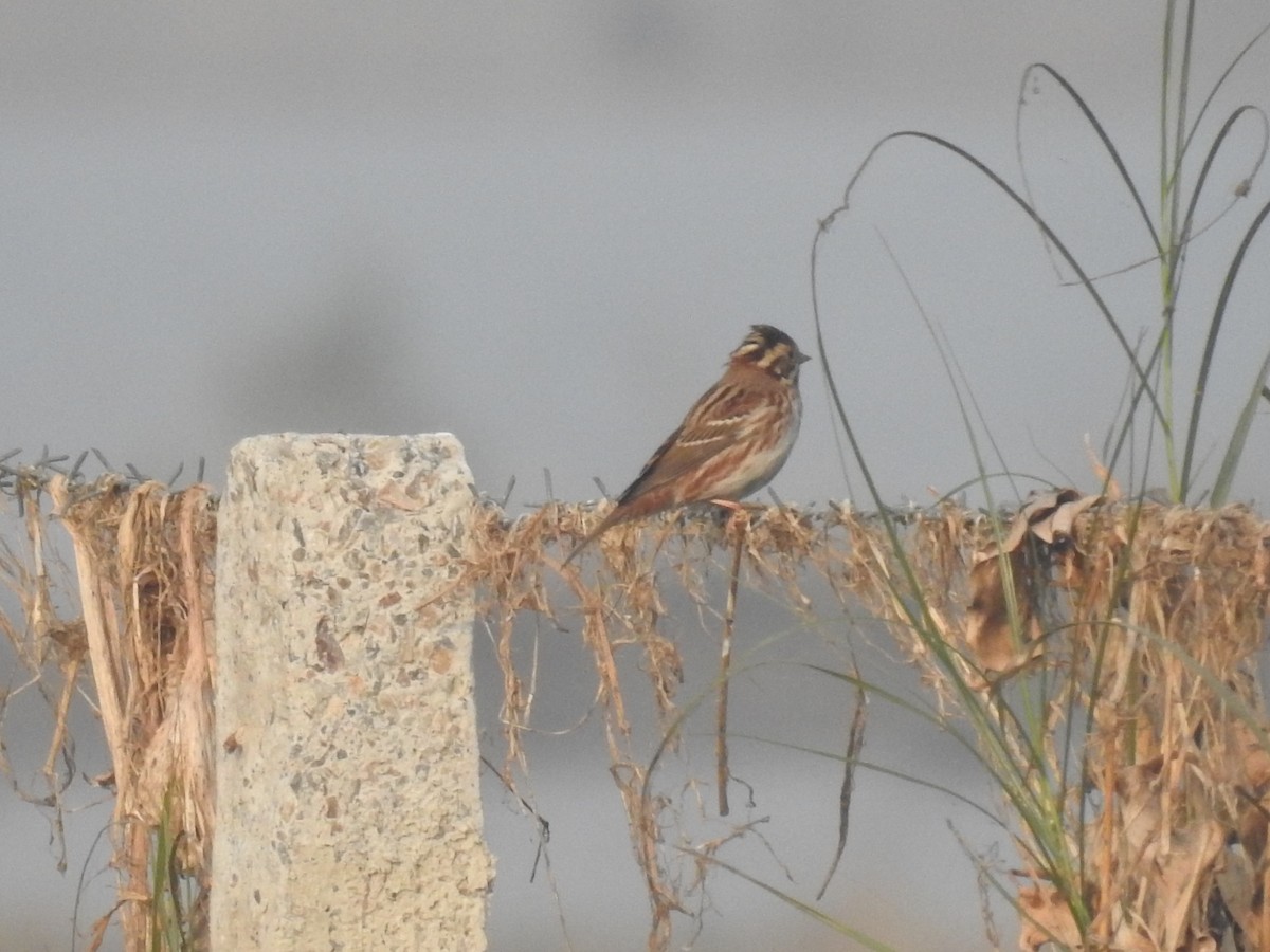 カシラダカ - ML646043162