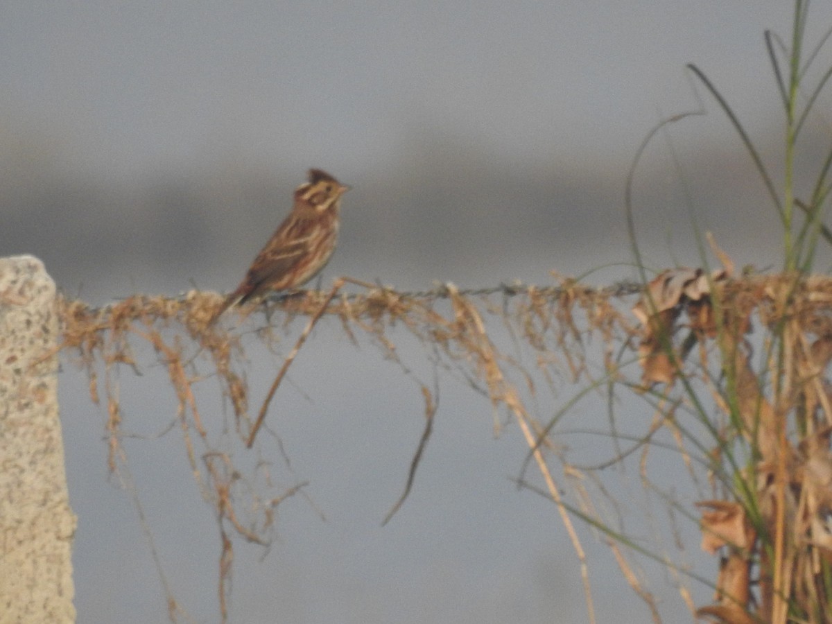 カシラダカ - ML646043163