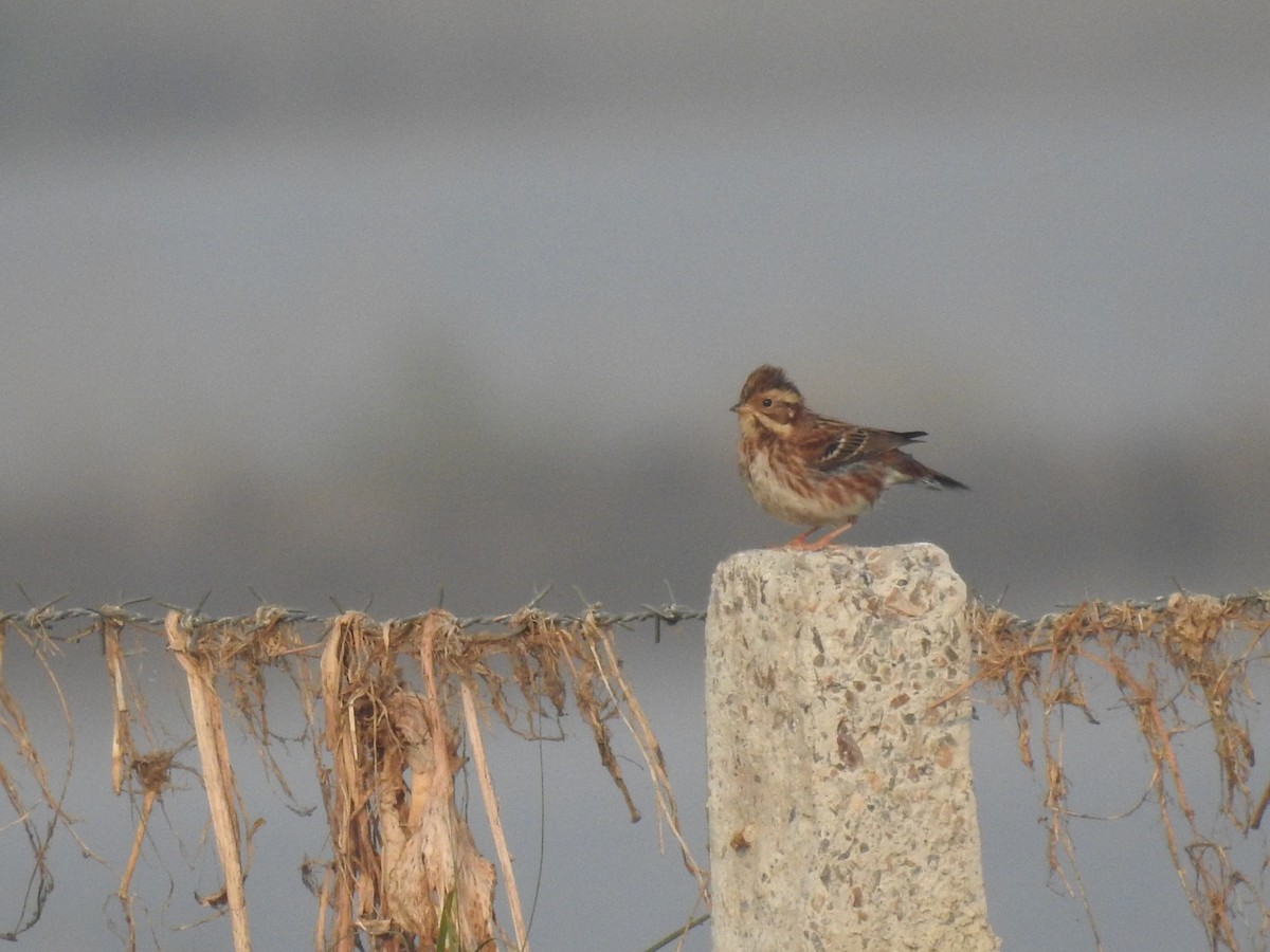 カシラダカ - ML646043164