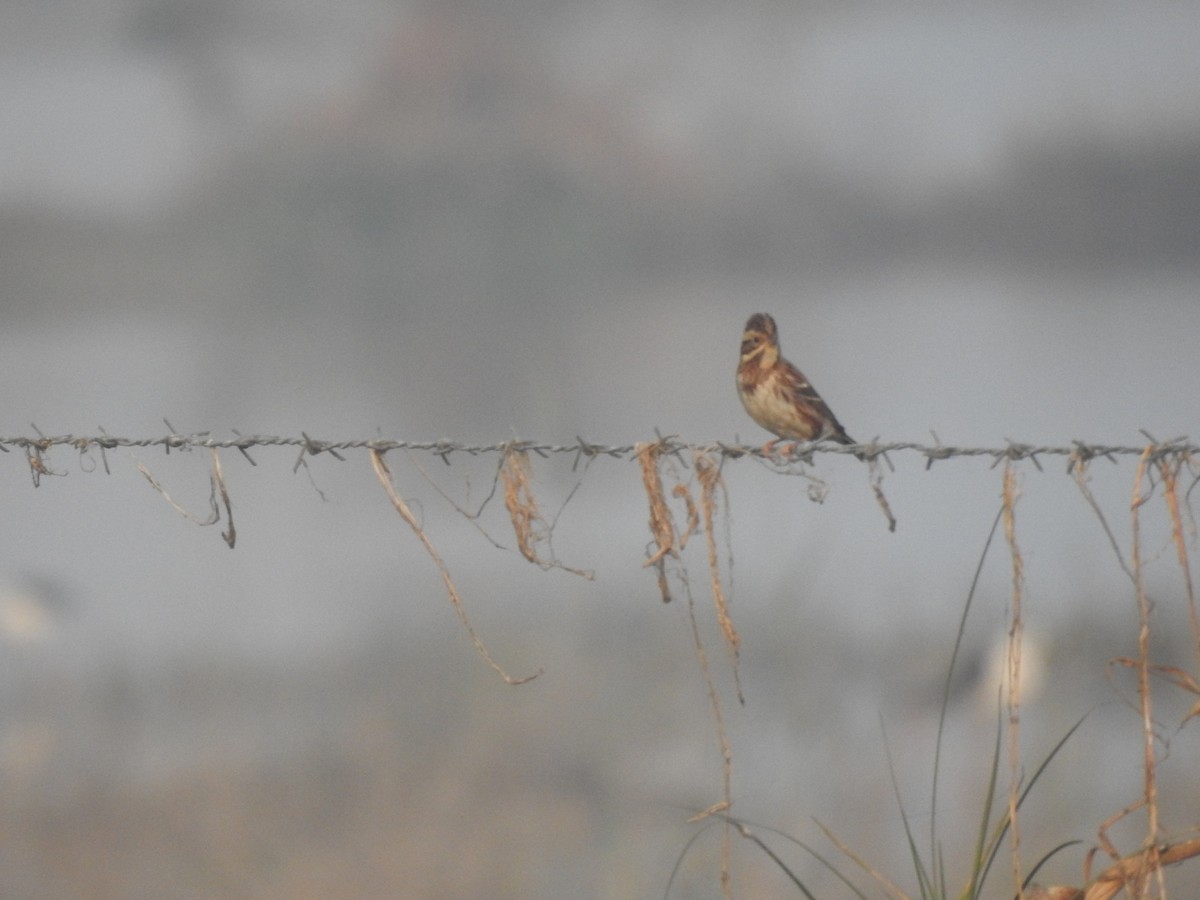 カシラダカ - ML646043165