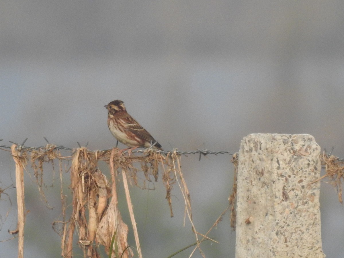 カシラダカ - ML646043166