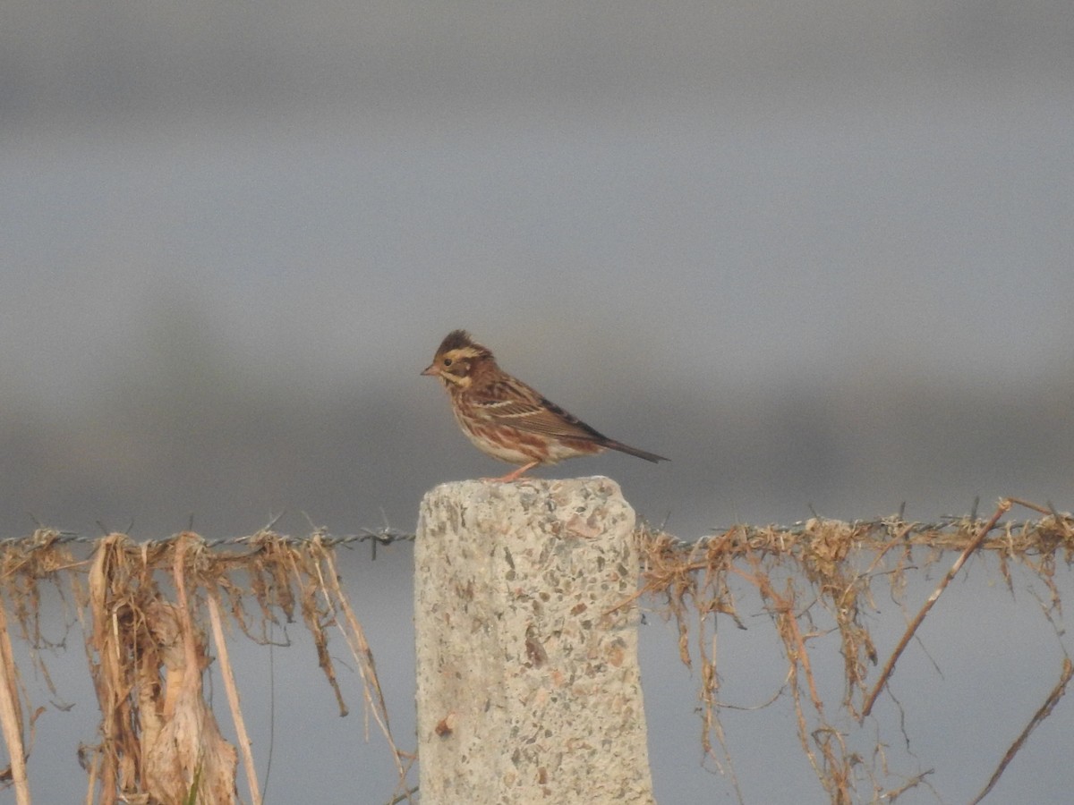 カシラダカ - ML646043167