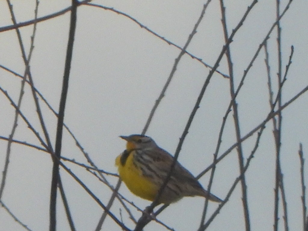 Eastern Meadowlark - ML646043168