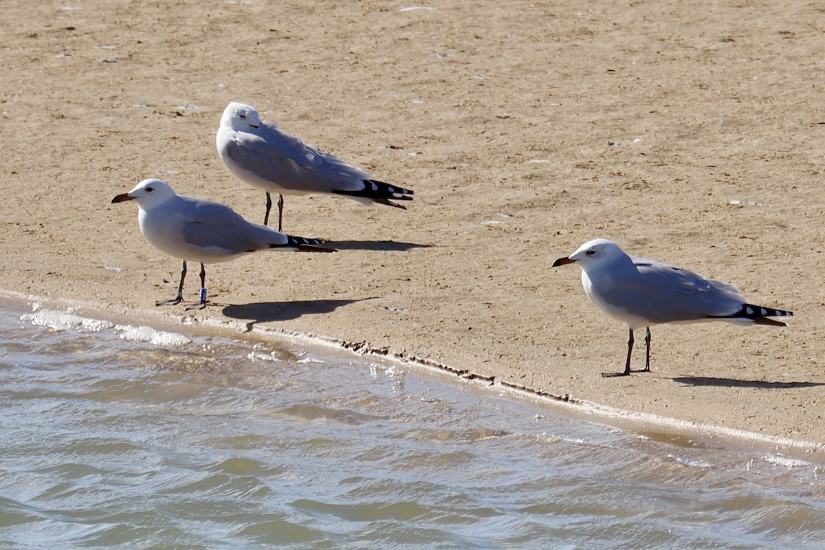 Audouin's Gull - ML646043171