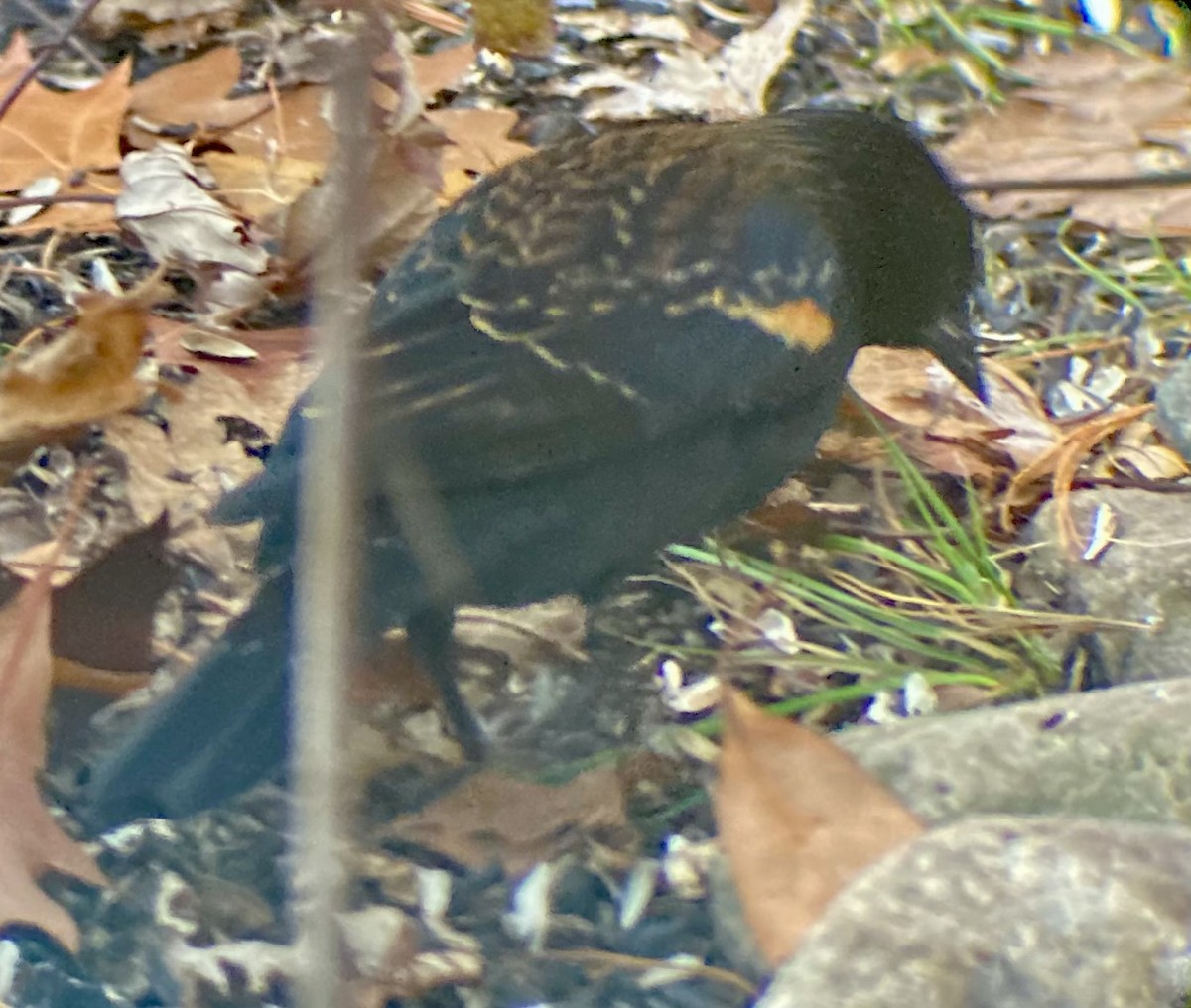 ハゴロモガラス（phoeniceus グループ） - ML646043179