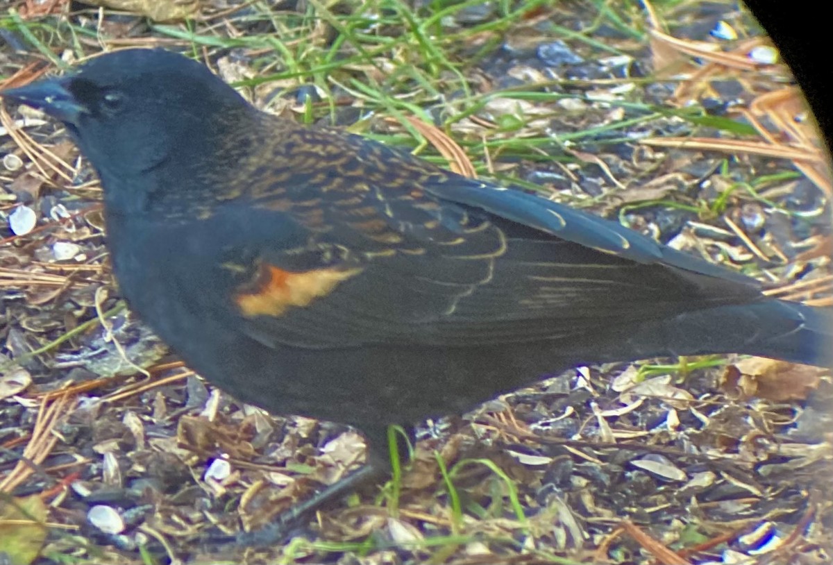 ハゴロモガラス（phoeniceus グループ） - ML646043180