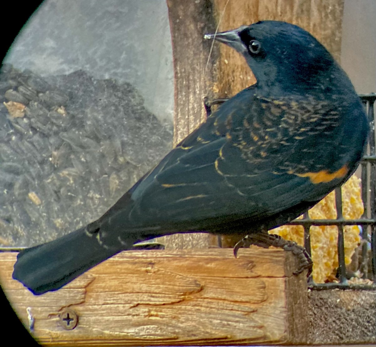 ハゴロモガラス（phoeniceus グループ） - ML646043181