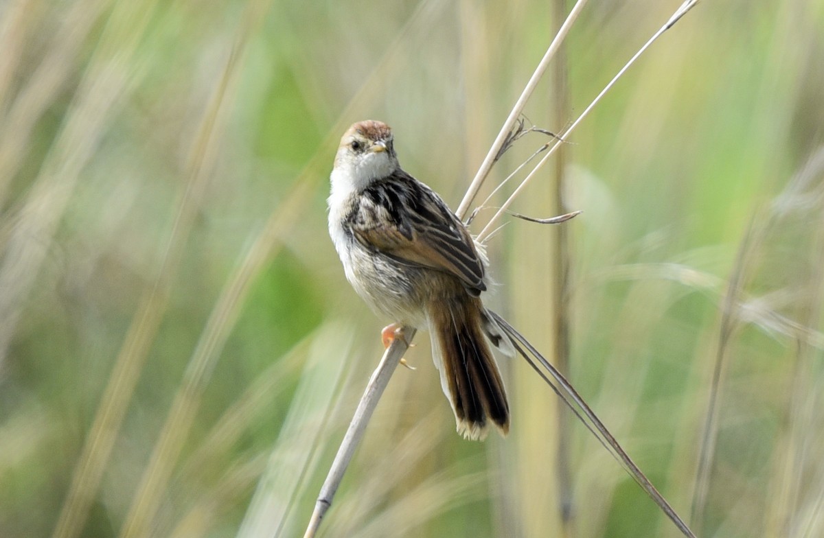 シロハラセッカ - ML646043183