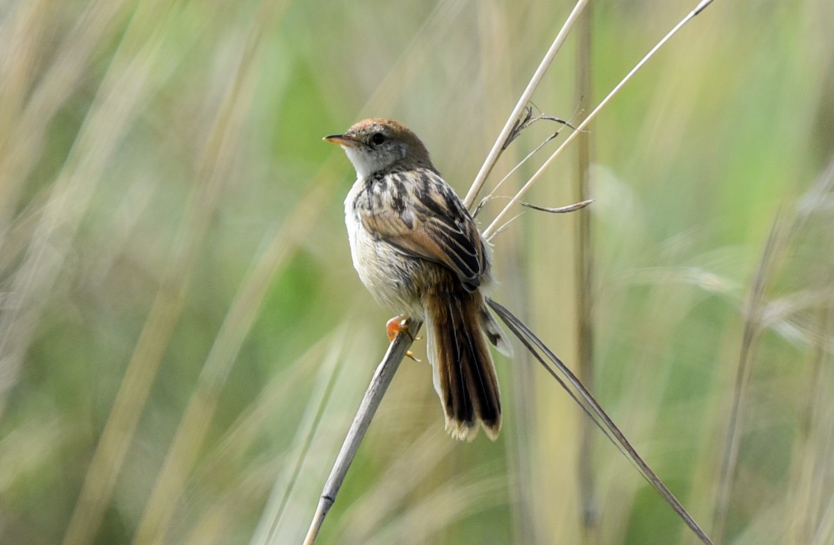 シロハラセッカ - ML646043184