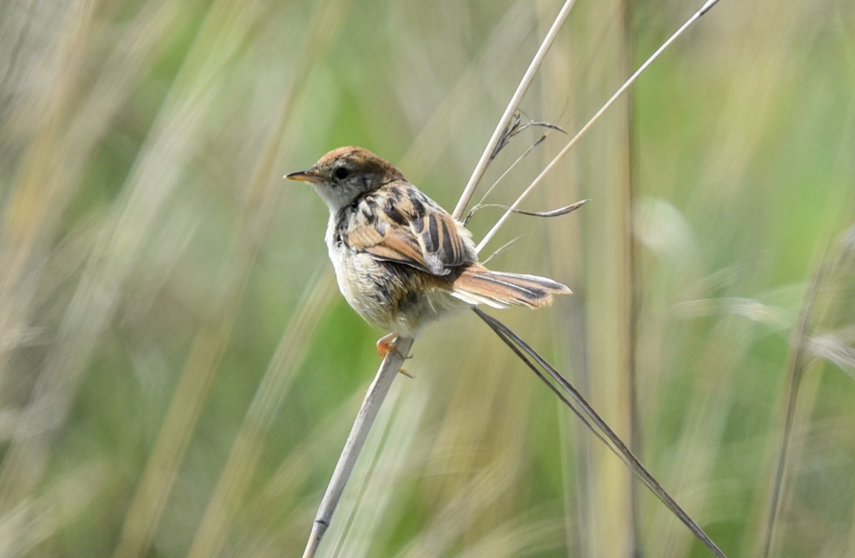 シロハラセッカ - ML646043185