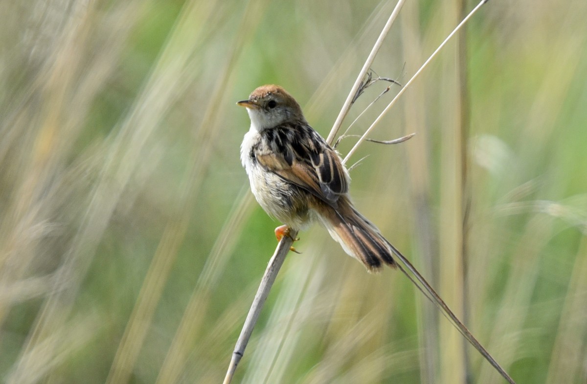 シロハラセッカ - ML646043186