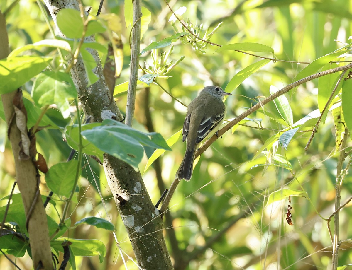 キバラシラギクタイランチョウ - ML646043187