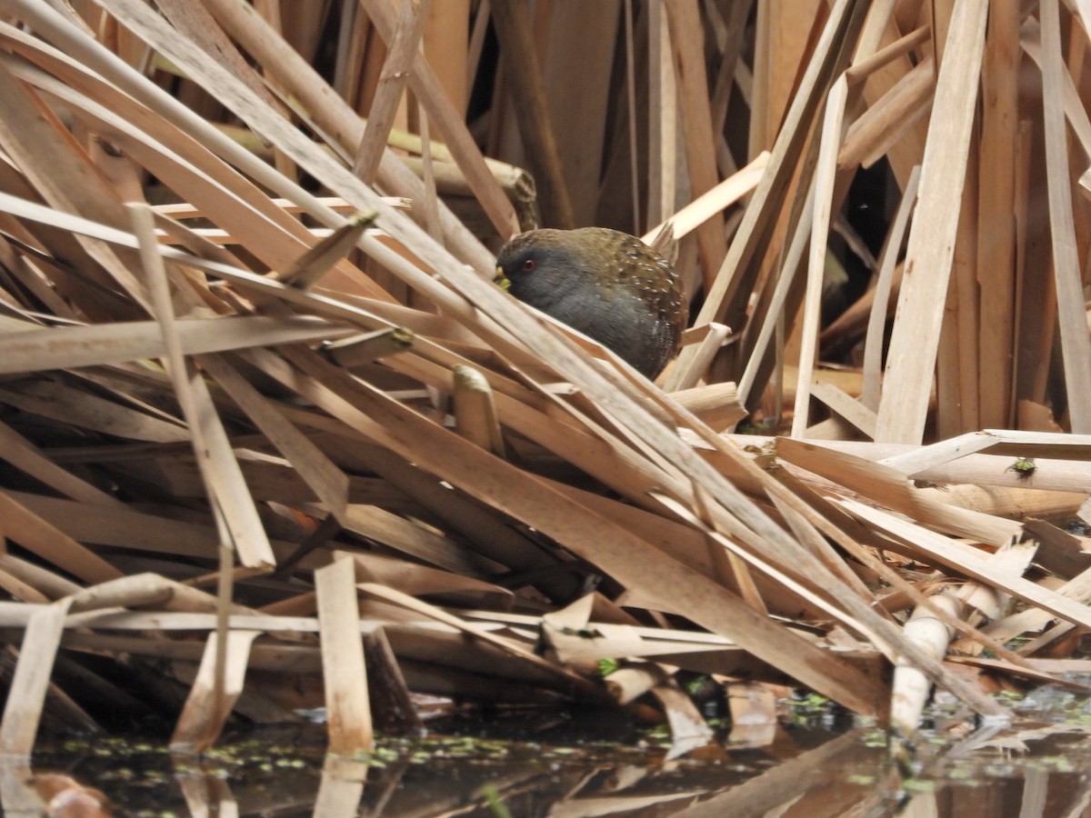 ミナミヒメクイナ - ML646043188