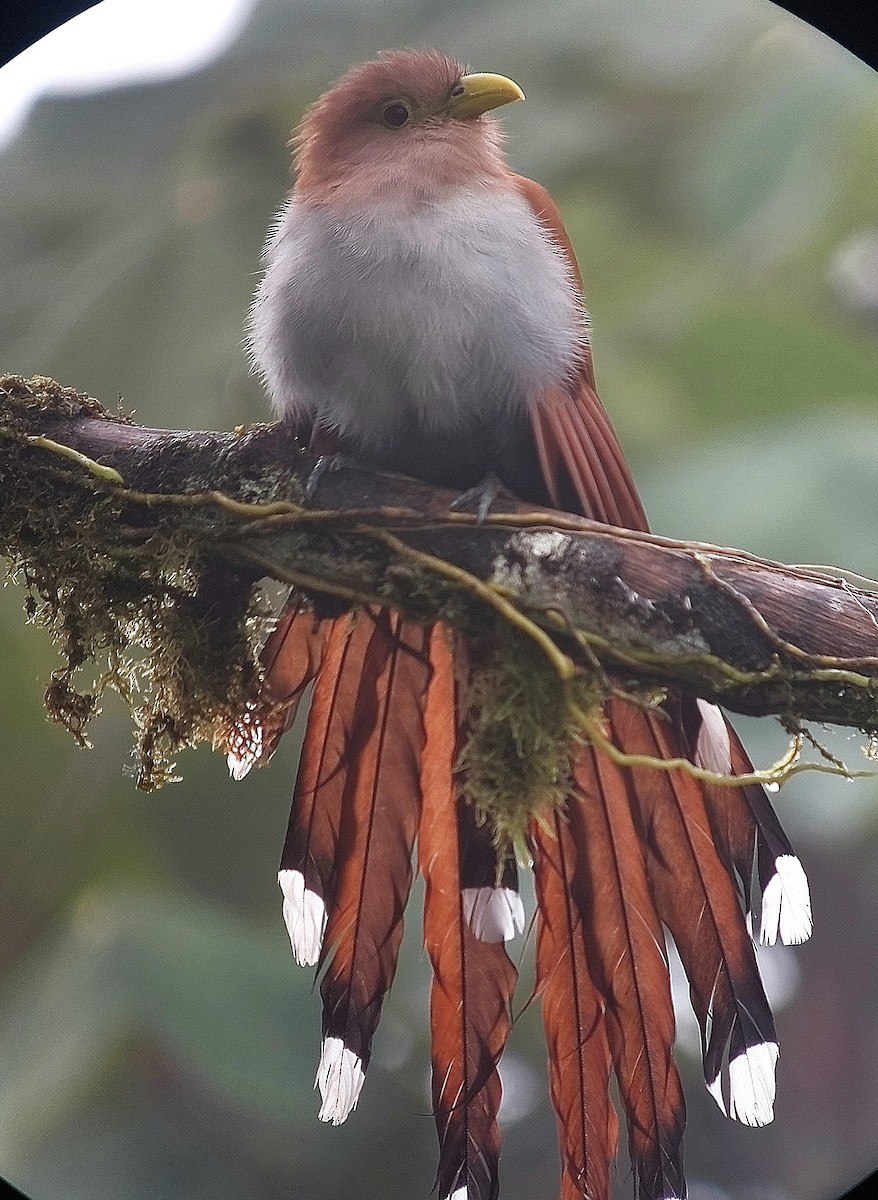Common Squirrel-Cuckoo - ML646043189