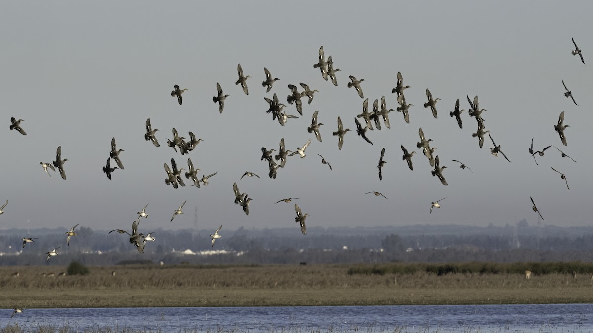 コガモ - ML646043190