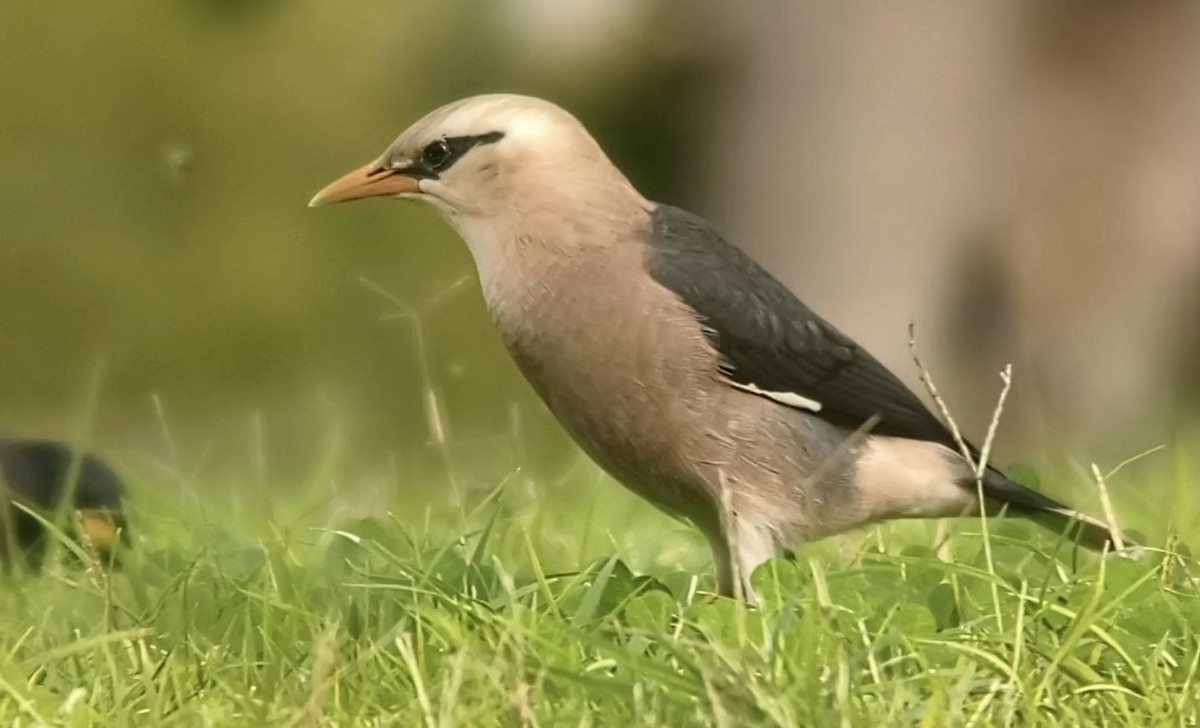 Vinous-breasted Myna - ML646043191