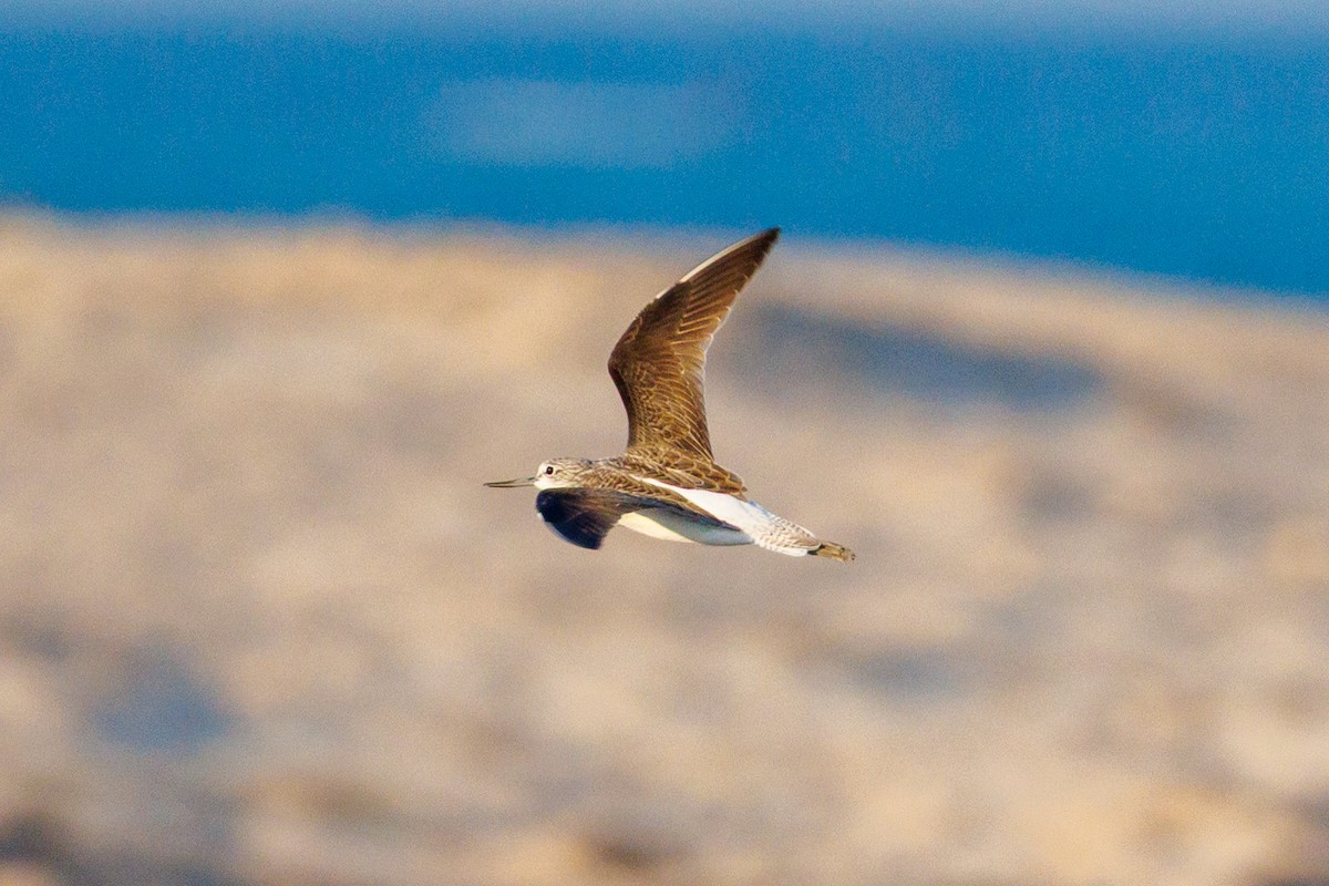 アオアシシギ - ML646043192