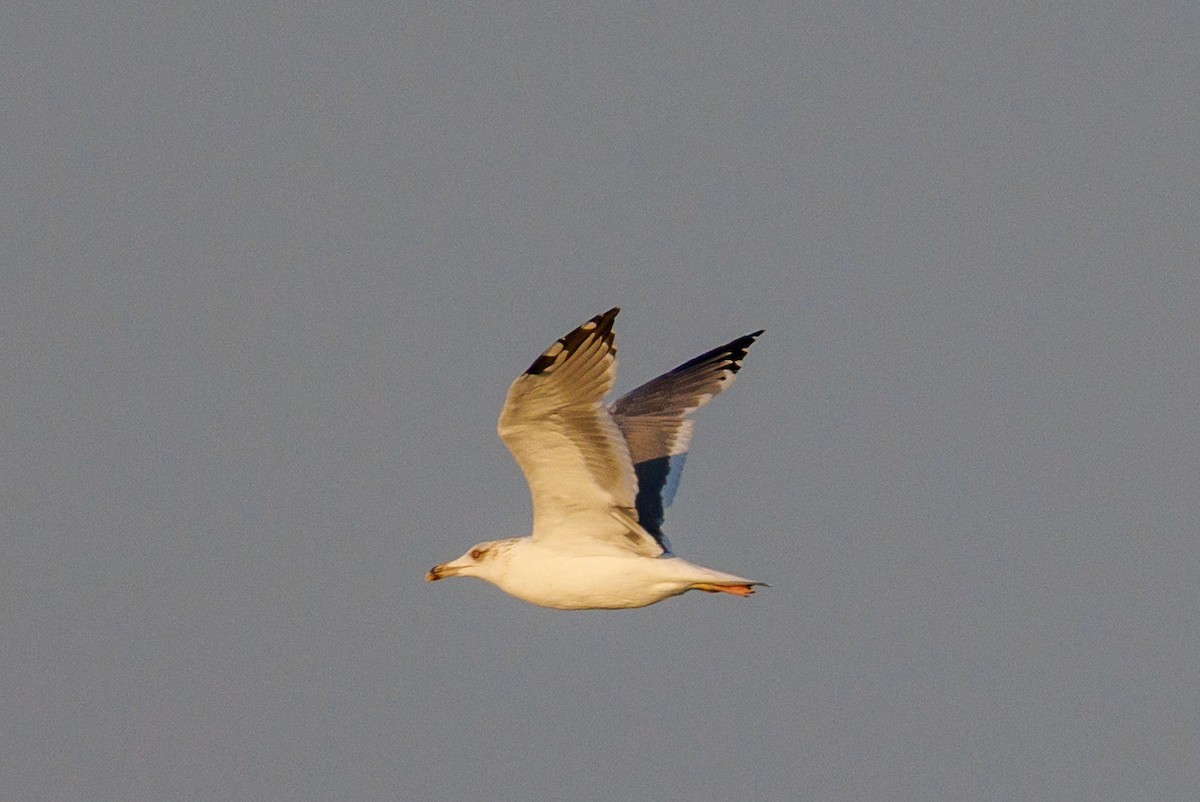 Kaio iluna - ML646043196