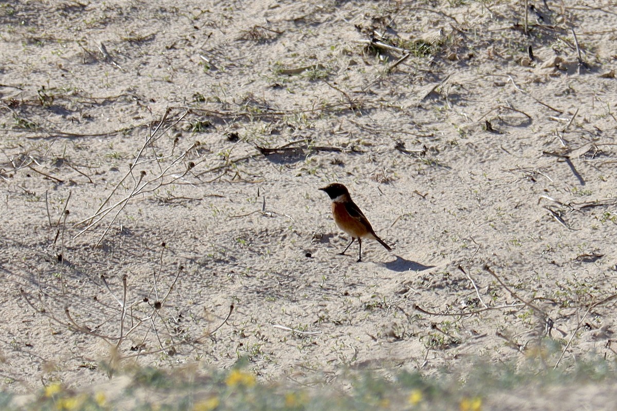 European Stonechat - ML646043197