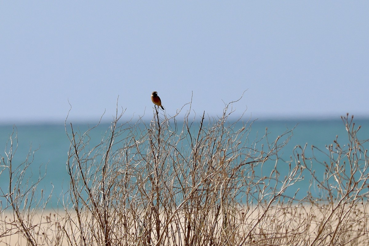 European Stonechat - ML646043198