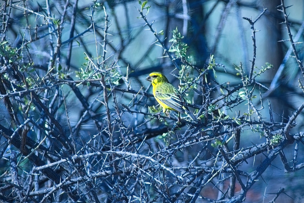 Yellow Canary - ML646043204