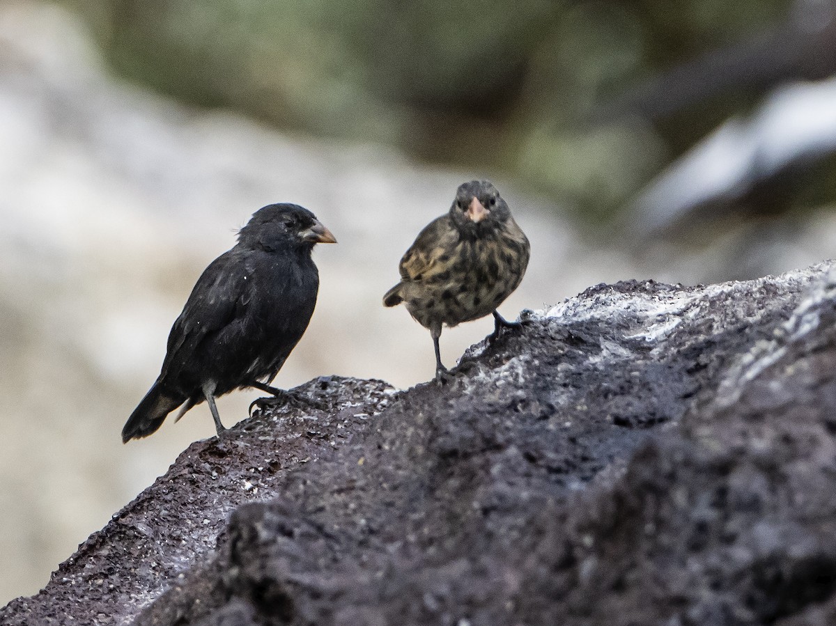 Vampire Ground-Finch - ML646043211