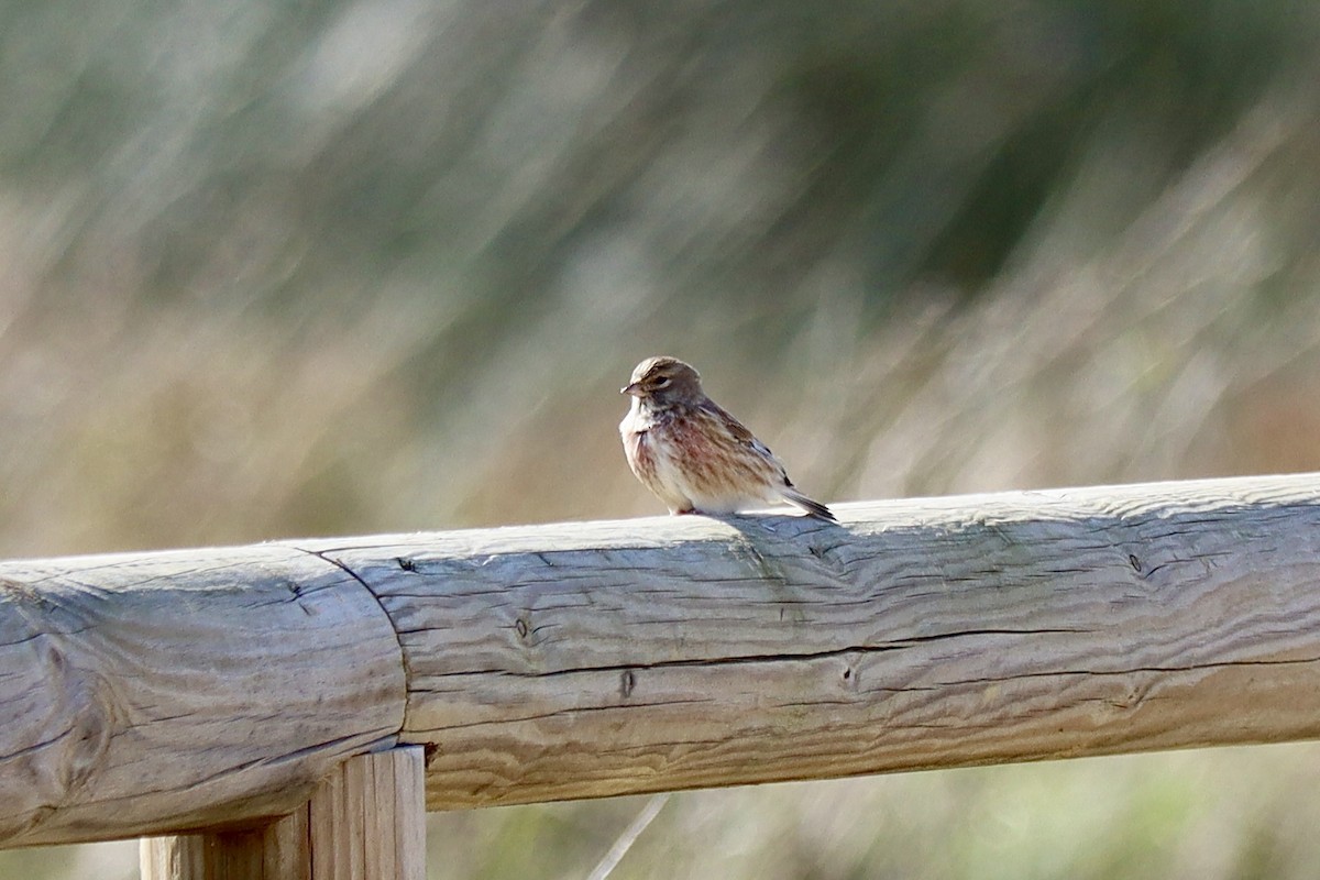 Eurasian Linnet - ML646043218